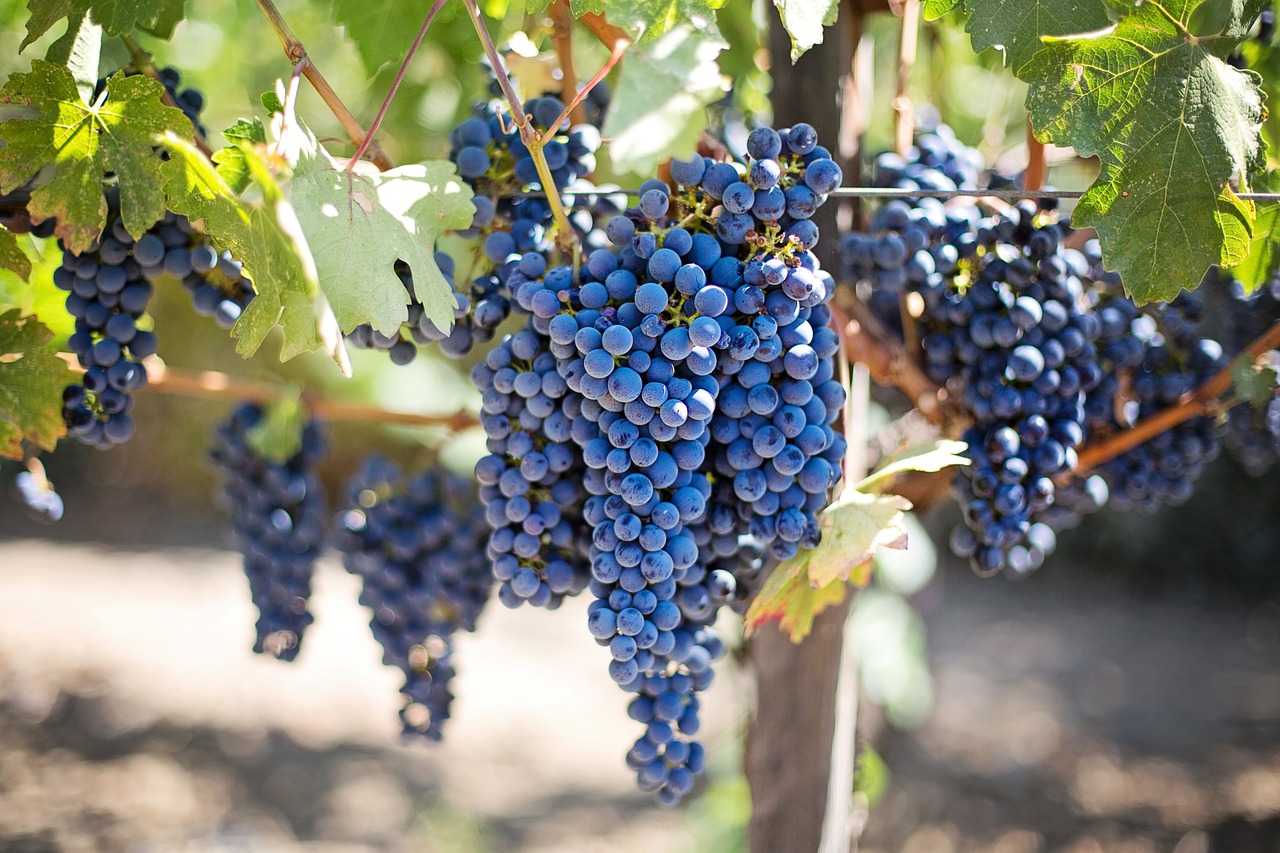 Grape Vineyards