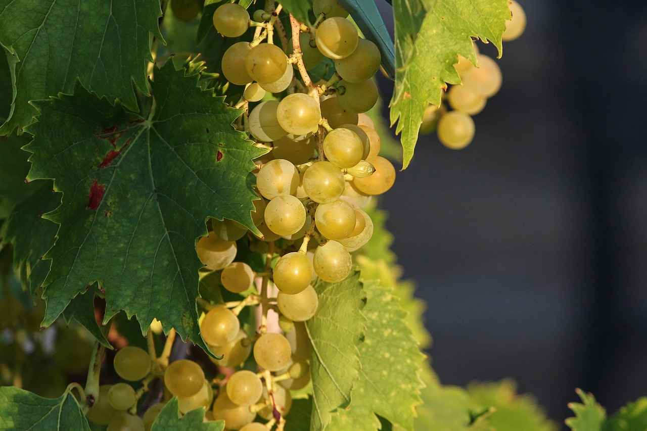 Mature Grapes