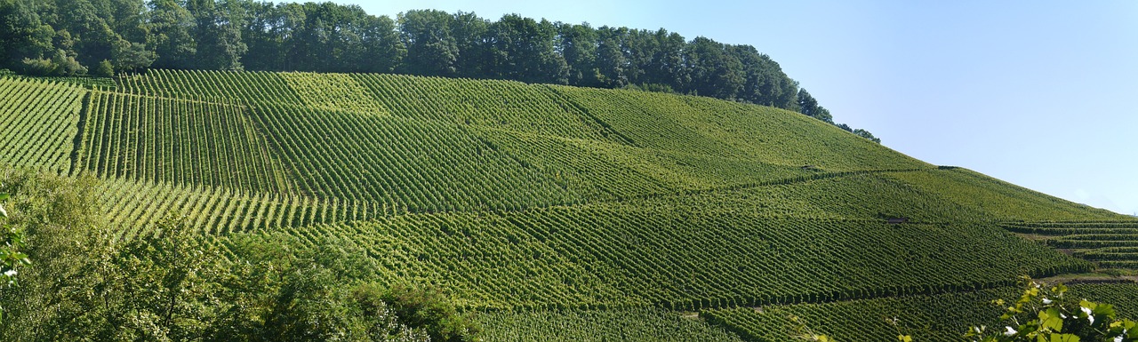 Mountain Region Wine