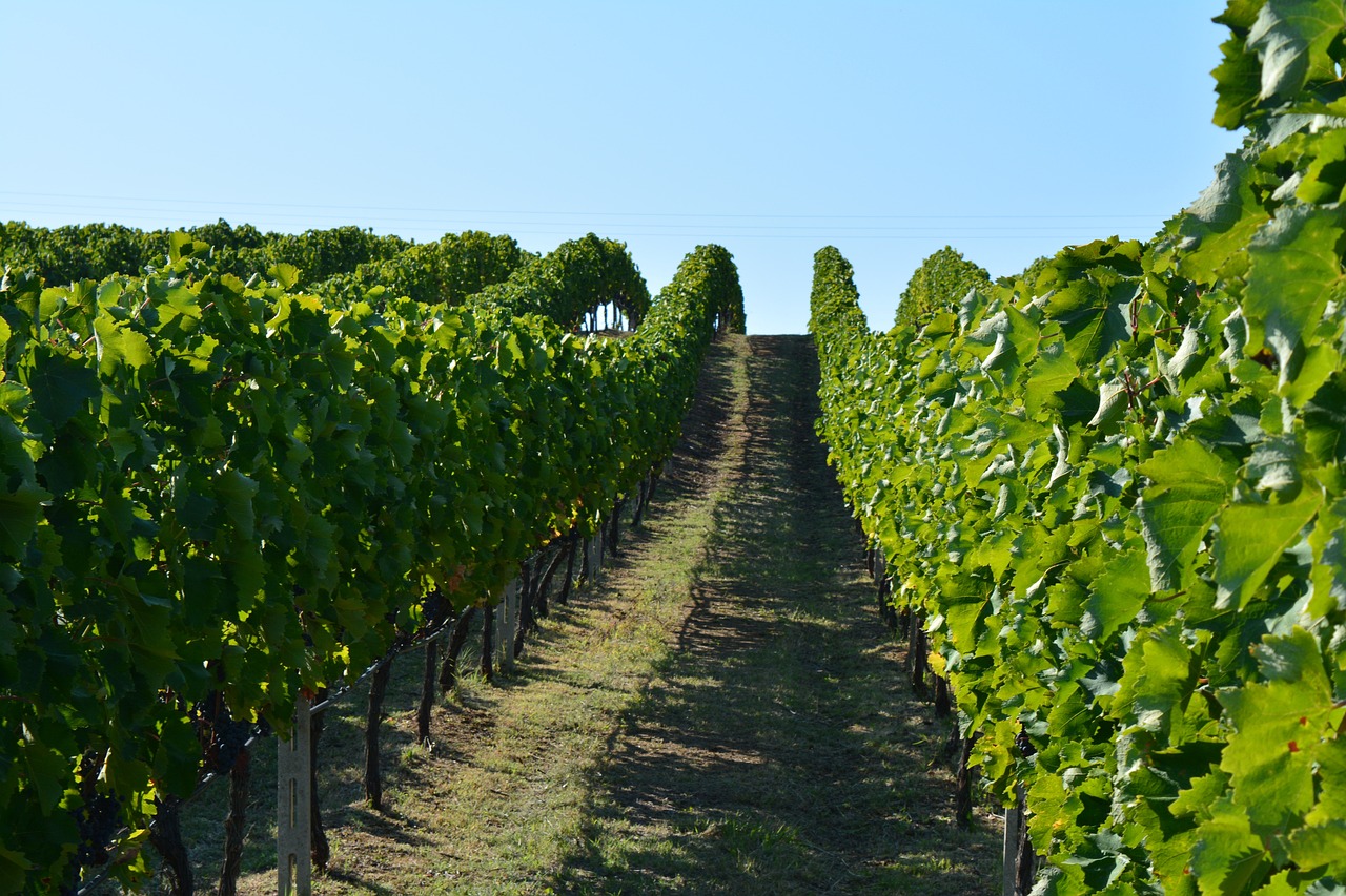 Naoussa vineyard