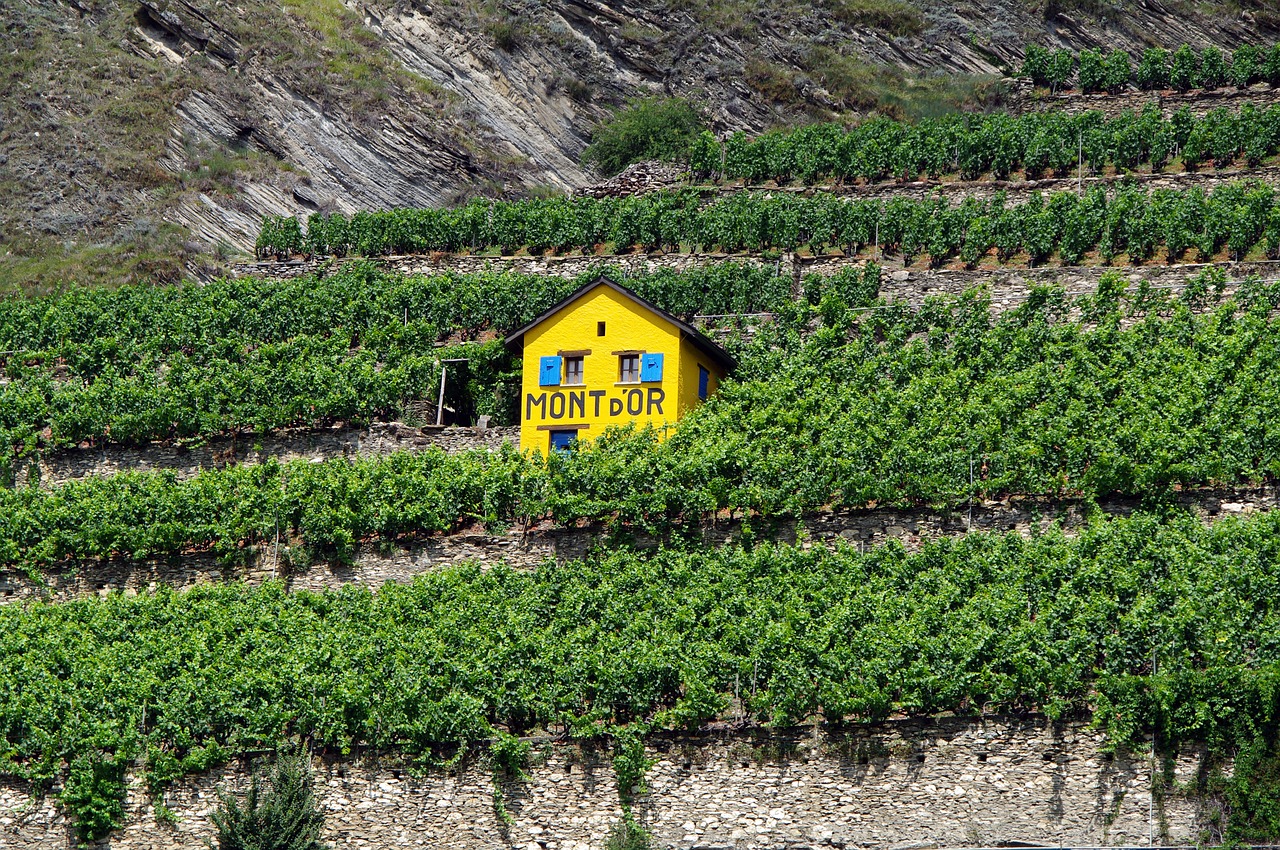 Terroir vineyard