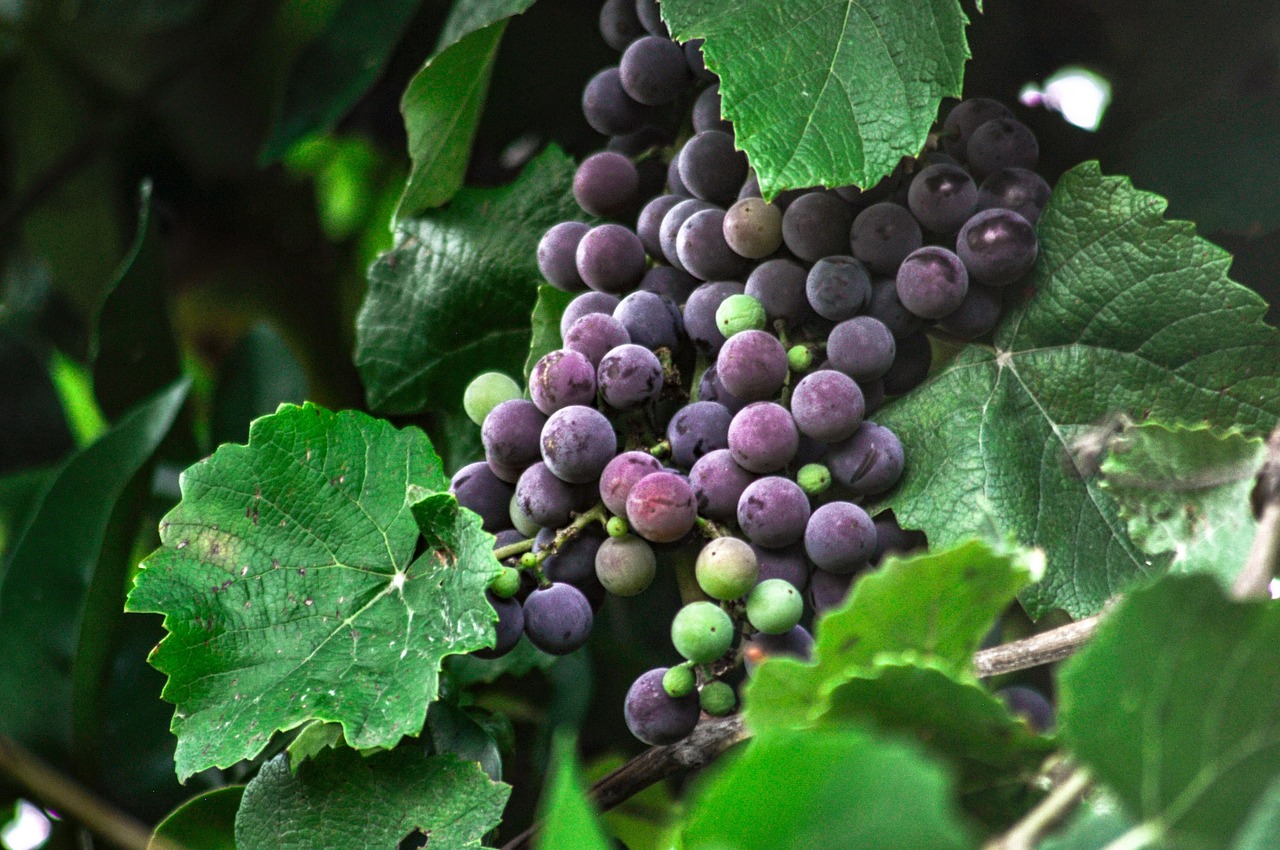 grape processing