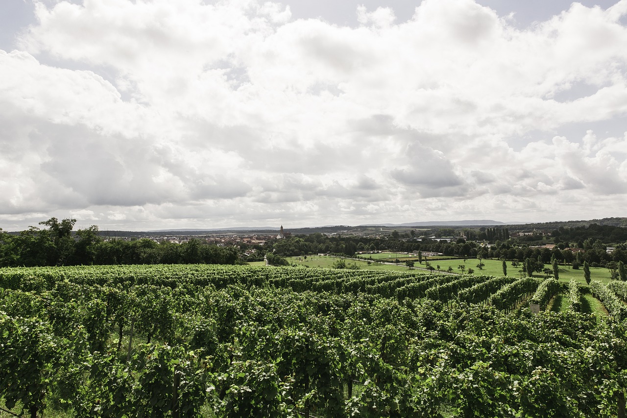 sustainable vineyard