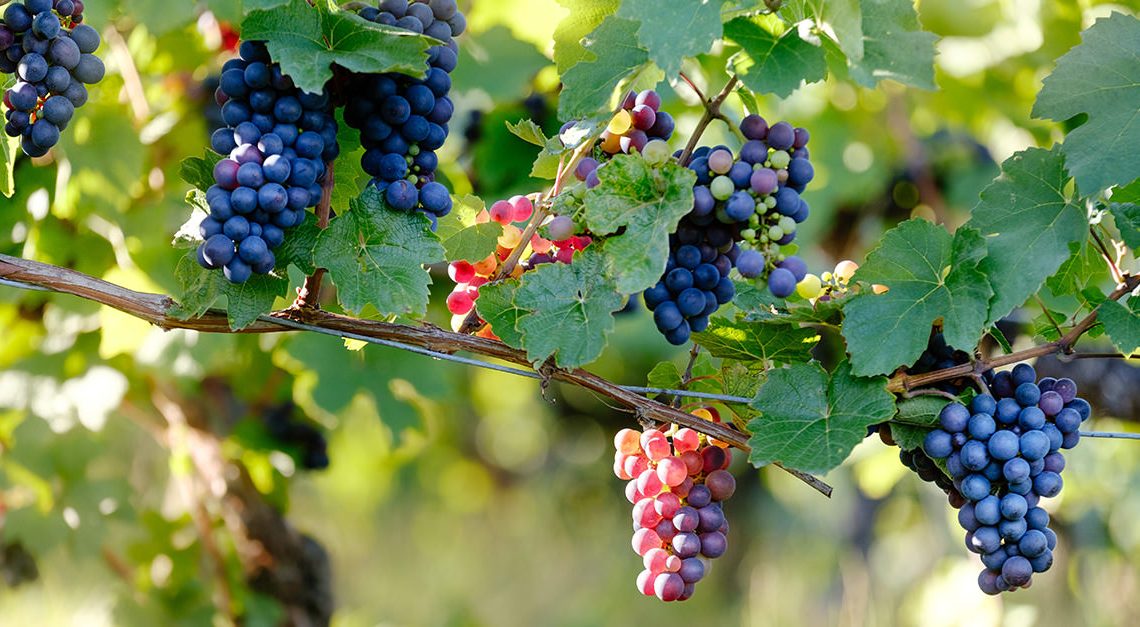 Everything You Need to Know About Pinot Noir