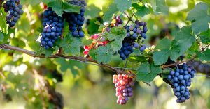 verything You Need to Know About Pinot Noir