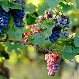 Everything You Need to Know About Pinot Noir