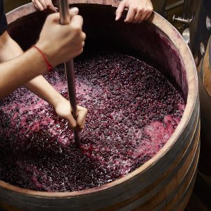 How to Ferment Grapes?