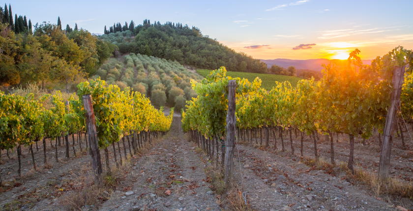 The impact of climate change on European wine production